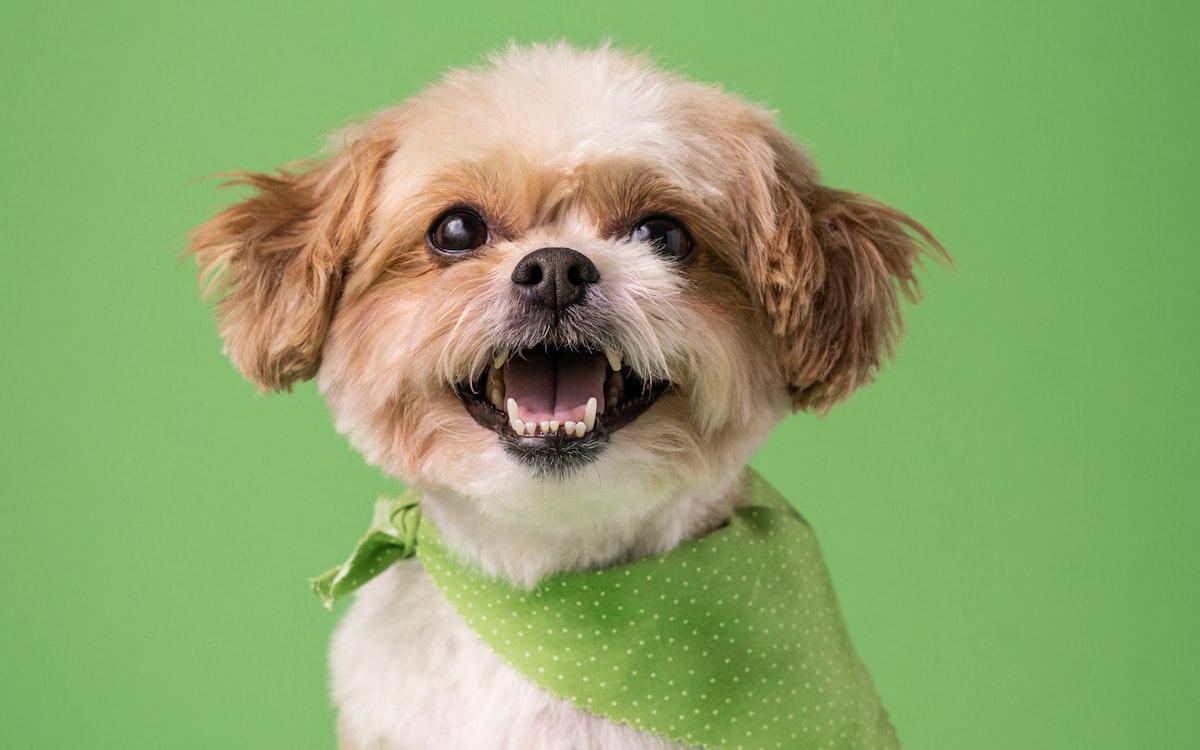 Cachorro fofo e sorridente com bandana em pet shop — agendamento de banho e tosa pelo WhatsApp